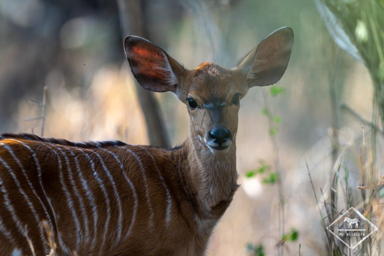 Nyala, réserve privée de Thanda
