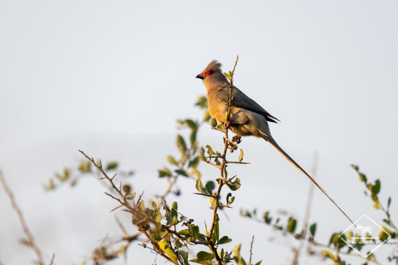 Coliou Quiriva, réserve privée de Thanda