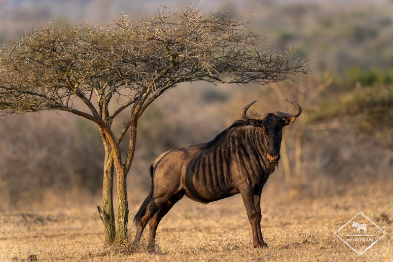 Gnou, réserve privée de Thanda