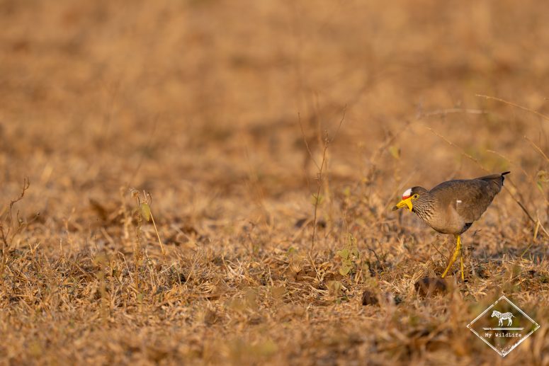 Vanneau à tête blanche, réserve privée de Thanda