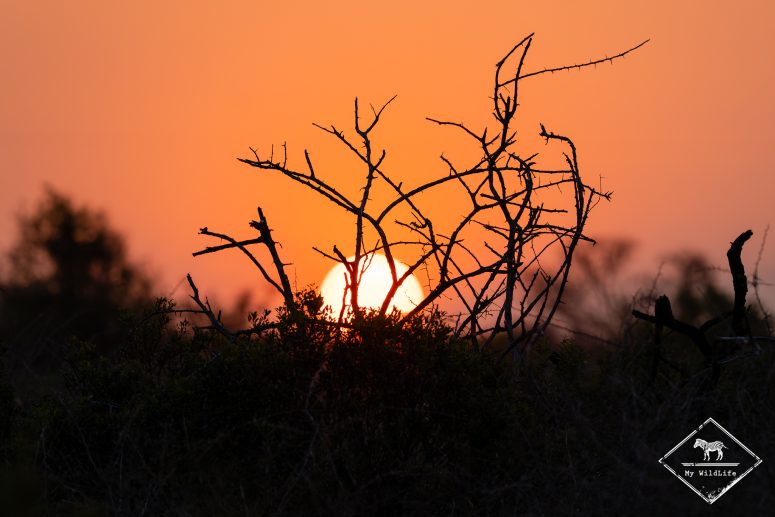 Coucher de soleil, réserve privée de Thanda