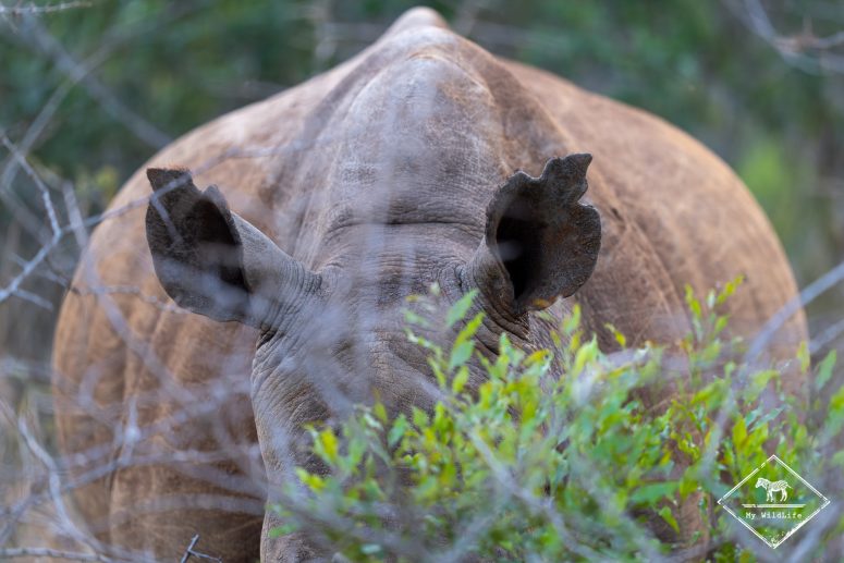 Reconnaître un rhinocéros par ses oreilles, réserve privée de Thanda