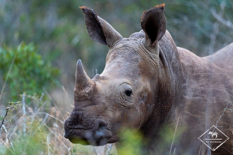Rhinocéros blanc, réserve privée de Thanda