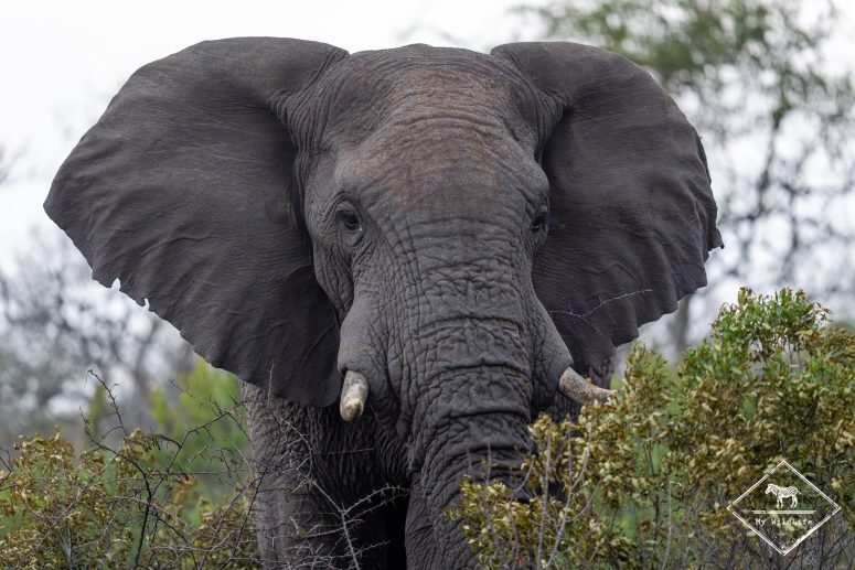 Eléphant, réserve privée de Thanda