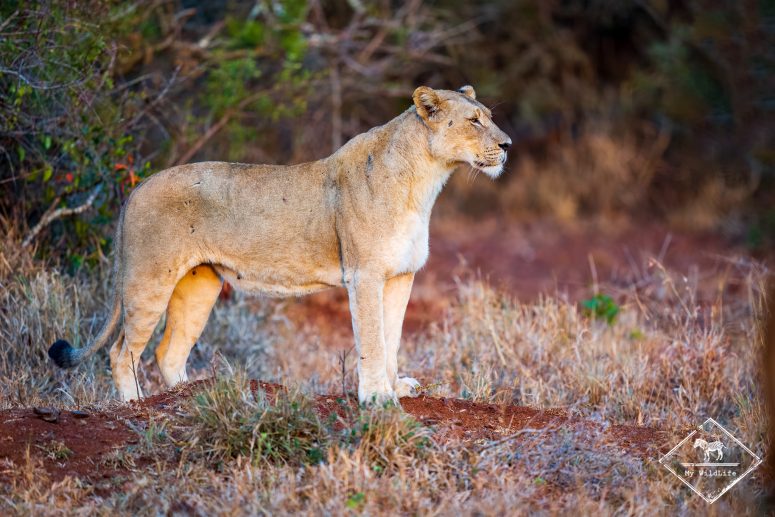 Lionne, réserve privée de Thanda