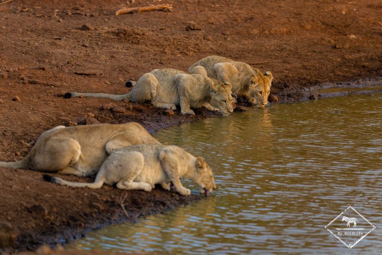 Lions bbuvant dans un waterhole, réserve privée de Thanda