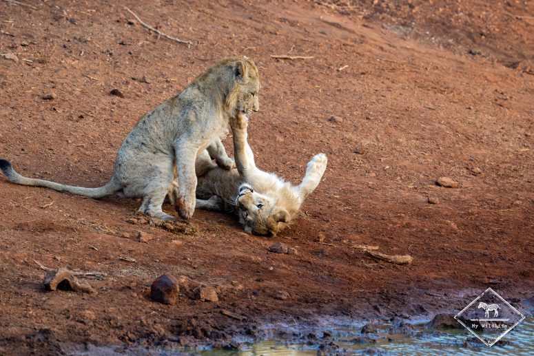 Lionceaux jouant, réserve privée de Thanda