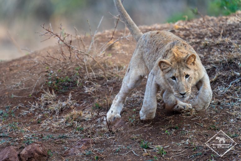 Lionceau, réserve privée de Thanda