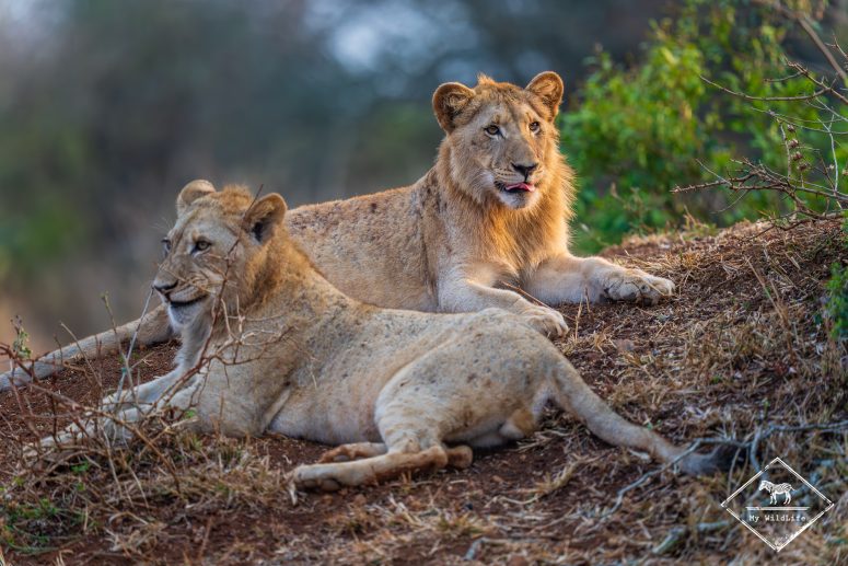 Lionceaux, réserve privée de Thanda