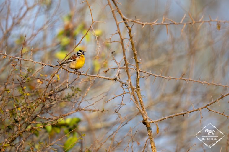 Bruant à poitrine dorée, réserve privée de Thanda