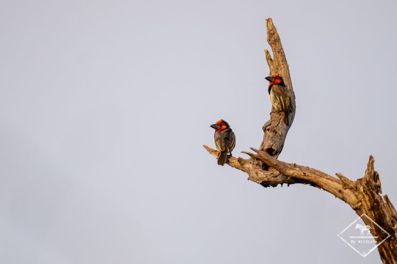 Barbicans à collier, réserve privée de Thanda