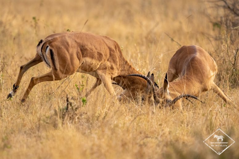 Combat d'impalas, réserve privée de Thanda