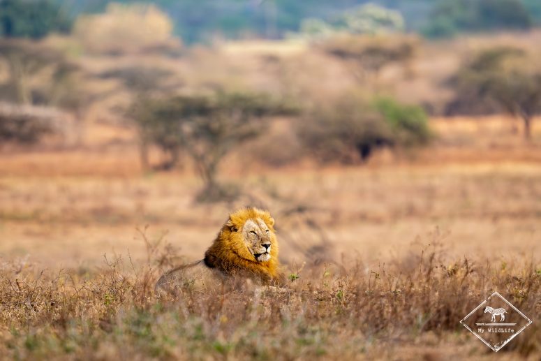 Lion, réserve privée de Thanda
