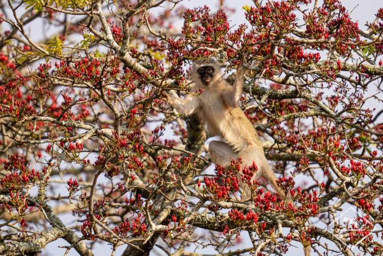 Vervet, réserve privée de Thanda