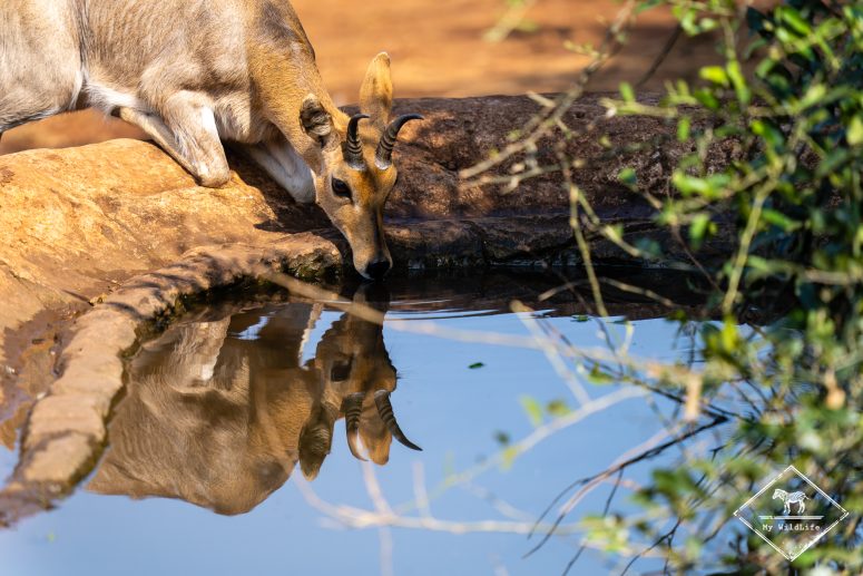 Cobe des montagnes, réserve privée de Thanda
