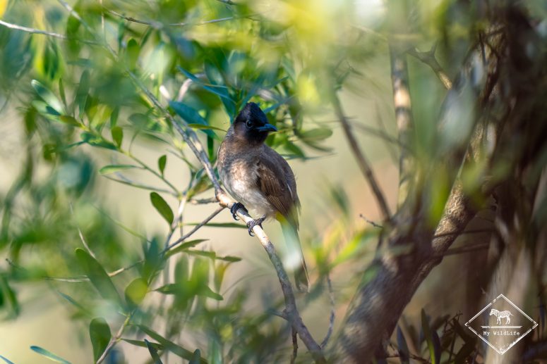 Bulbul aux yeux noirs, réserve privée de Thanda