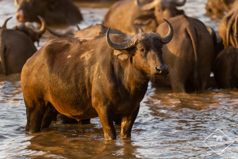 Buffle, réserve privée de Thanda