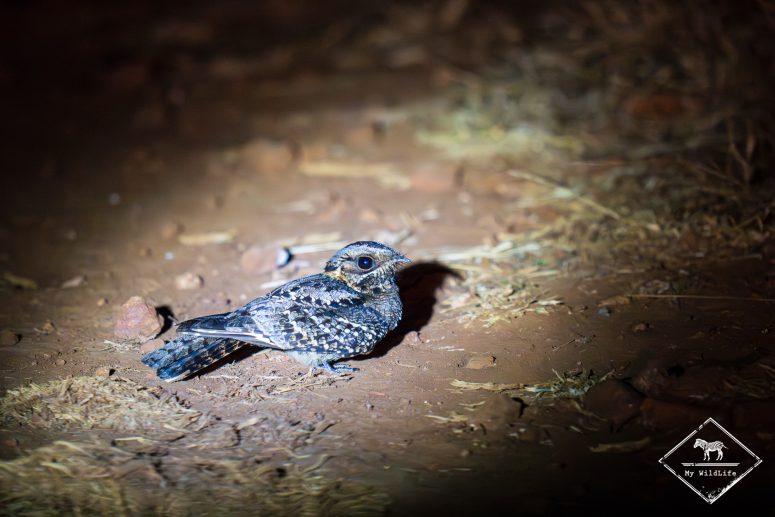 Engoulevent musicien, réserve privée de Thanda