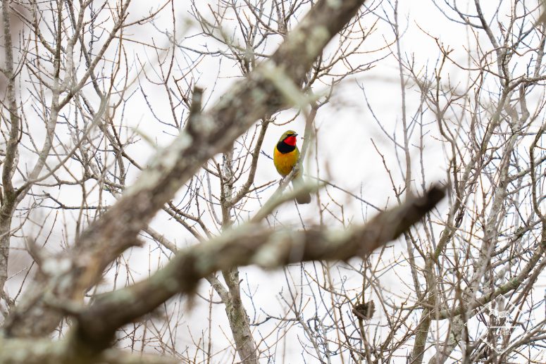 Gladiateur quadicolore, réserve privée de Thanda