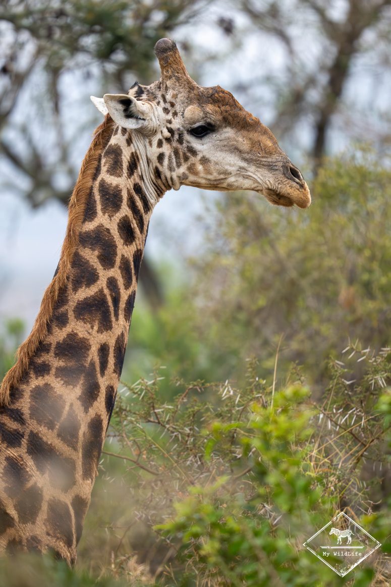 Girafe, réserve privée de Thanda