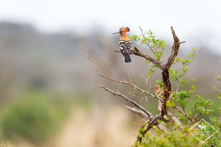 Huppe fasciée, réserve privée de Thanda