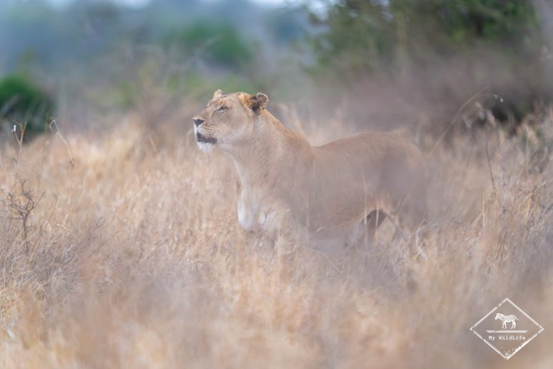 Lionne, réserve privée de Thanda