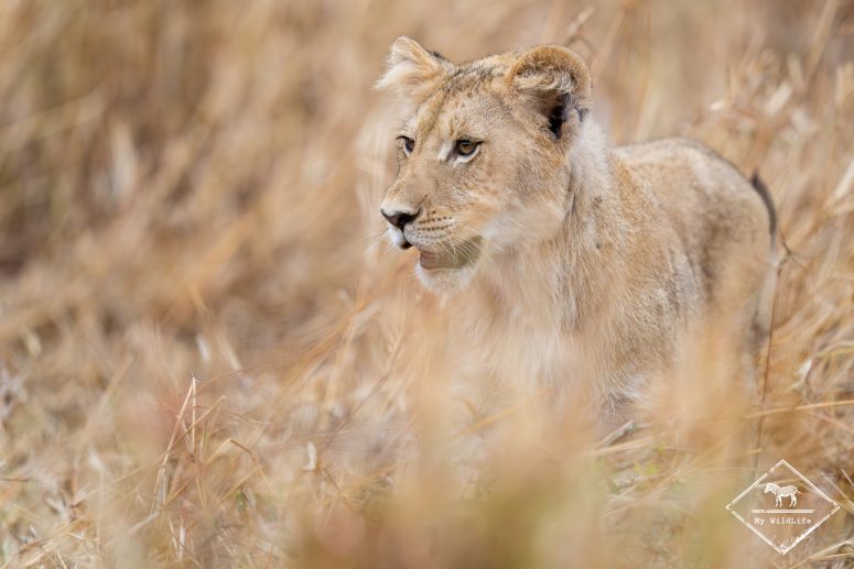 Lionceau, réserve privée de Thanda