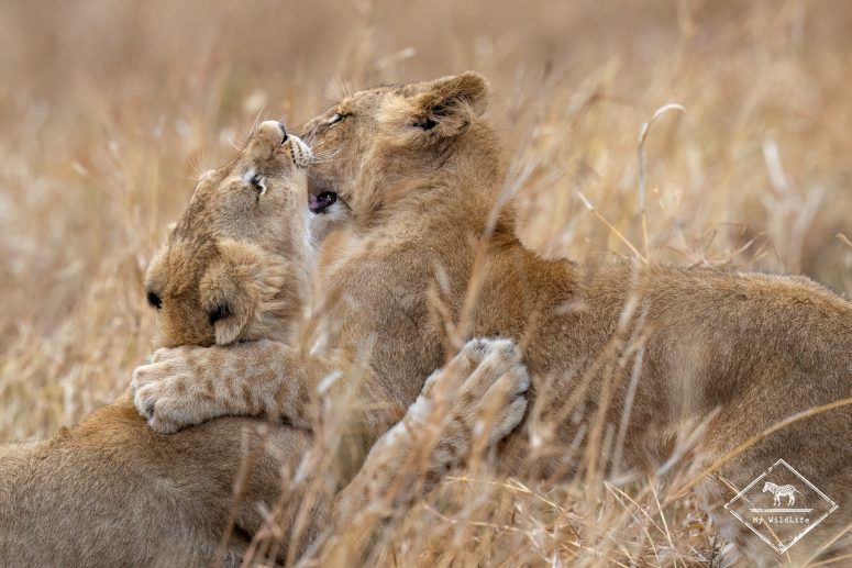 Jeux de lionceaux, réserve privée de Thanda