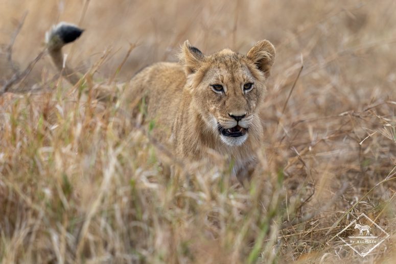 Lionceau, réserve privée de Thanda