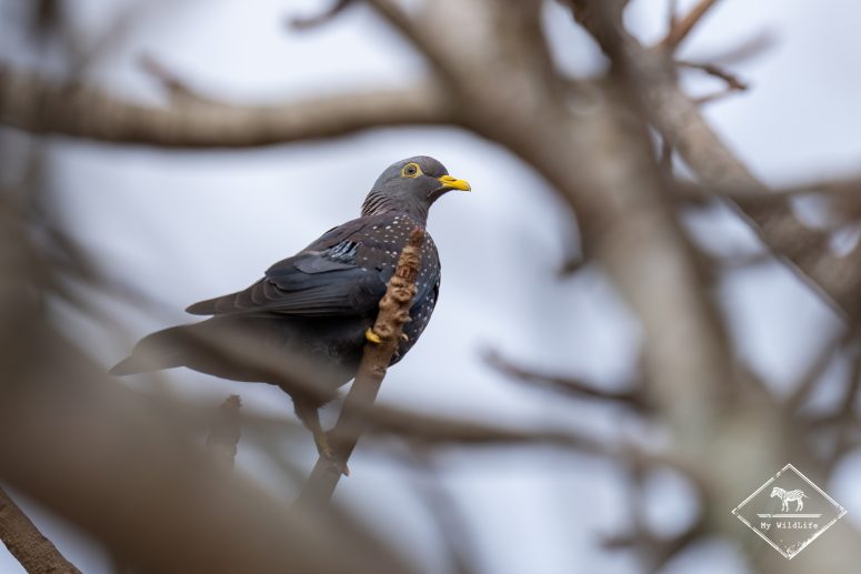 Pigeon rameron, réserve privée de Thanda