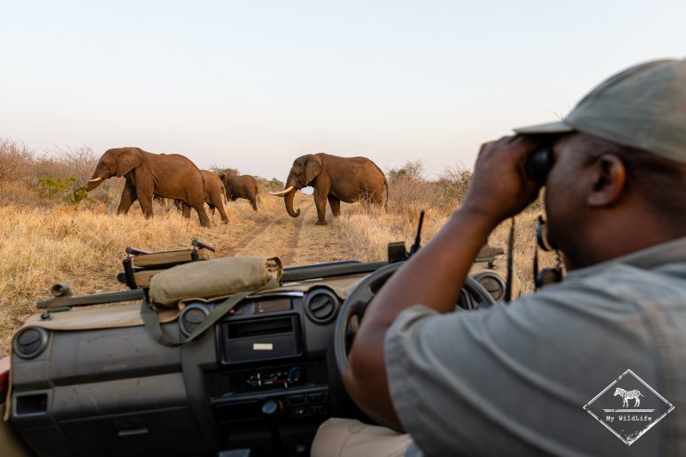 Eléphant, réserve privée de Thanda