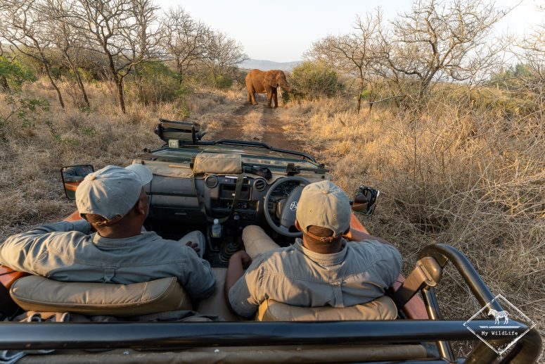 Face à face avece un éléphant, réserve privée de Thanda