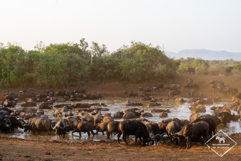 Buffles, réserve privée de Thanda