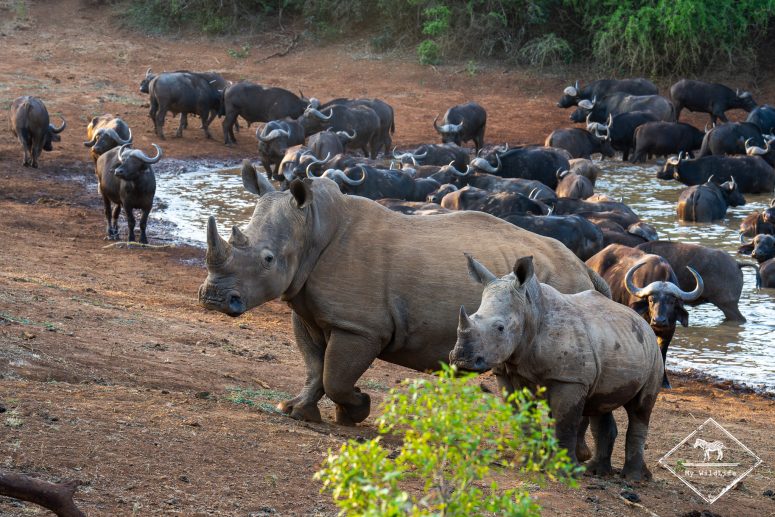 Rhinocéros blancs, réserve privée de Thanda