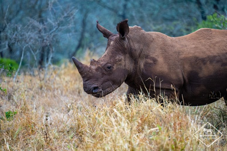 Rhinocéros blanc, réserve privée de Thanda