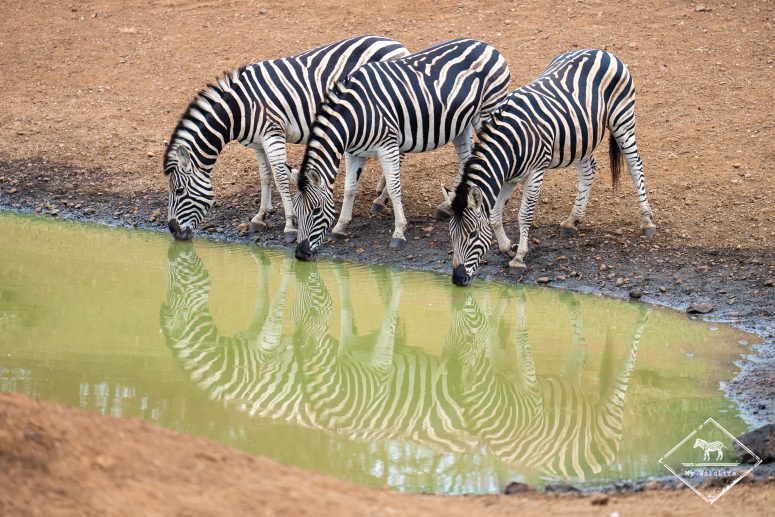 Zèbre des plaines, réserve privée de Thanda