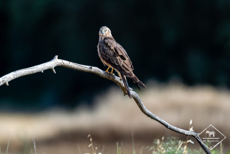 Busard cendré femelle