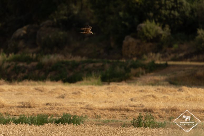 Busard cendré femelle