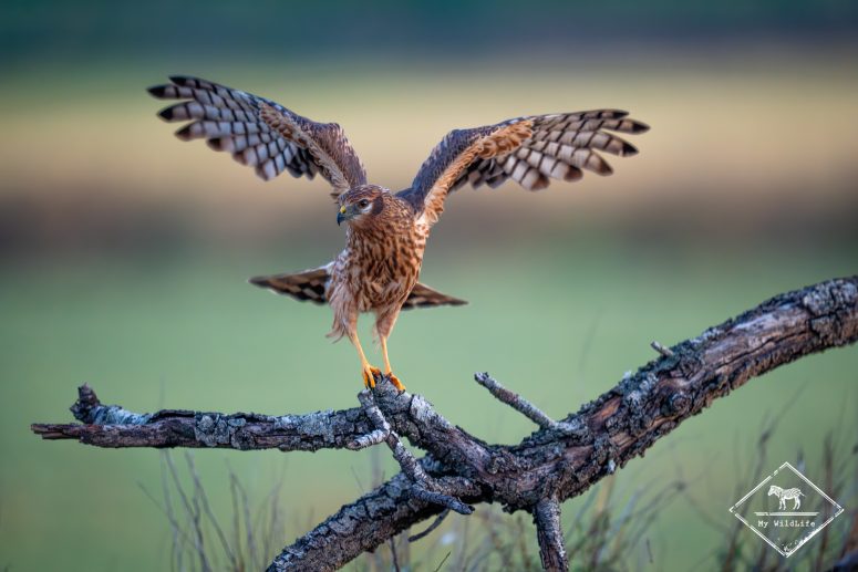 Busard cendré femelle