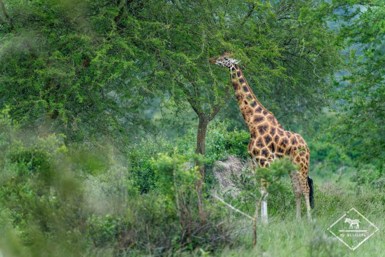 Girafe de Rothschild, parc national du lac Mburo