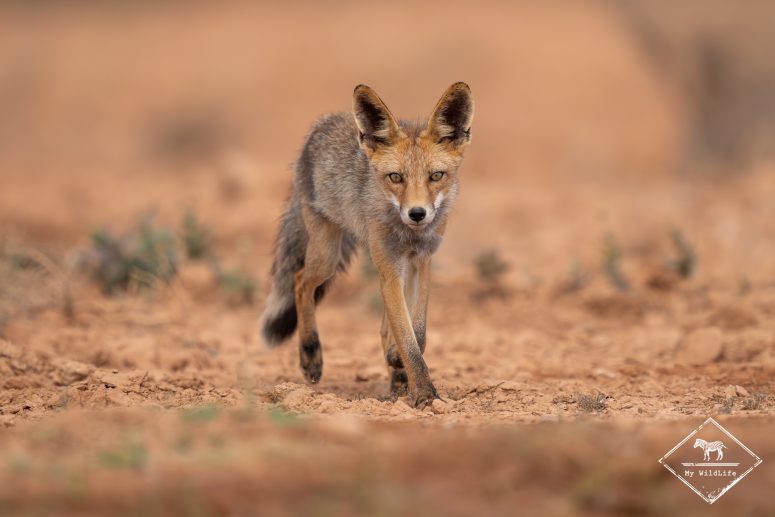 Renard roux, Espagne