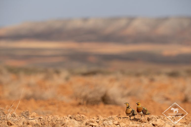 Couple de gangas catas