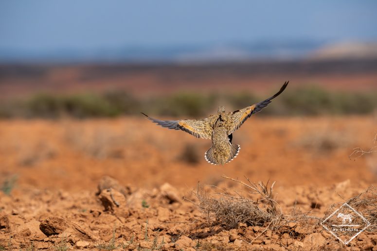 Envol d'un Ganga unibande femelle