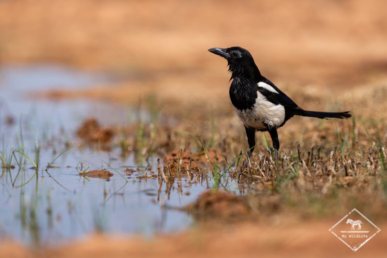 Pie bavarde, Espagne