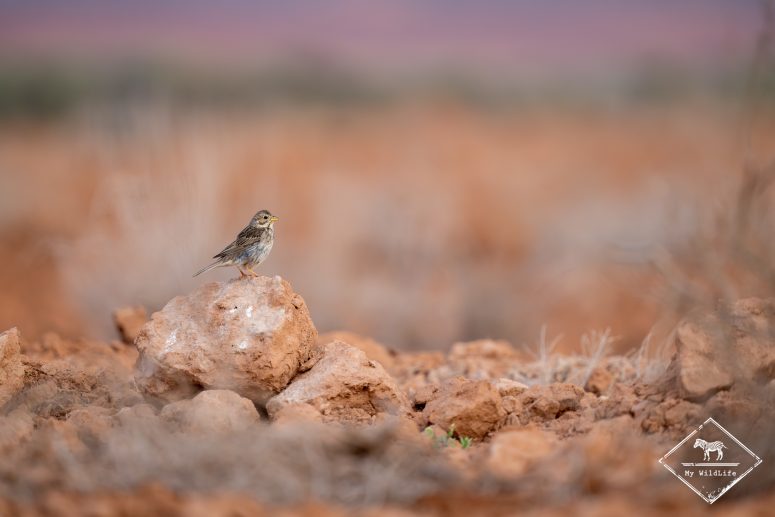 Bruant proyer, Espagne