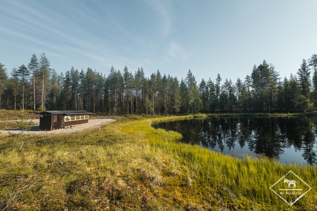 Affût photo face à l'étang