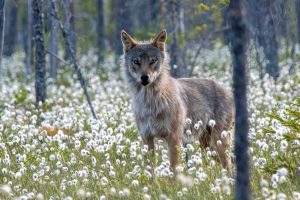 Affûts photo ours bruns, loups et gloutons en Finlande