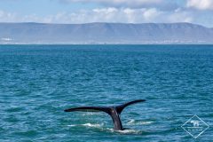 Voir les baleines en Afrique du Sud