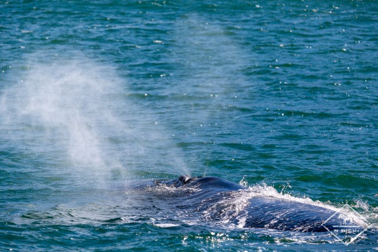 Baleine franche australe, Hermanus