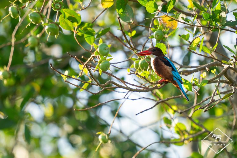 Martin-chasseur de Smyrne, Kalametiya Bird Sanctuary